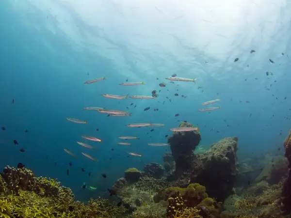 tioman-fundive-6boat-dives