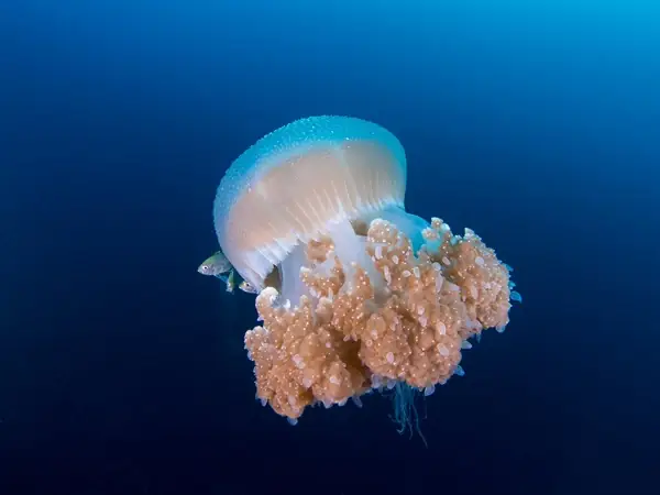 tioman-fundive-8boat-dives